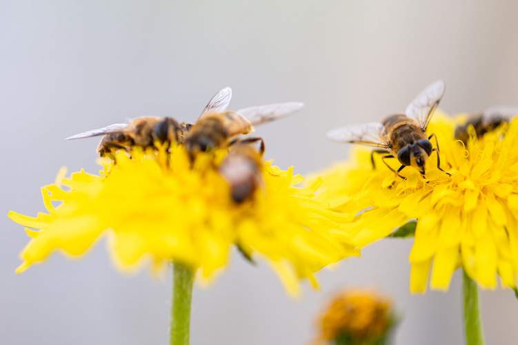 Doppelter Nutzen: Löwenzahn liefert Nektar für die Bienen – und Rohstoff für die Kautschukindustrie. Foto: KAUTSCHUK/Armin Weigel